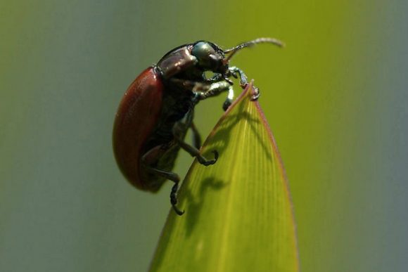 carmine cochineal beetle